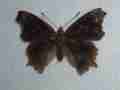 Nymphalis van-album (black aberration) Internet Image property of respective owner, non-commercial use only
